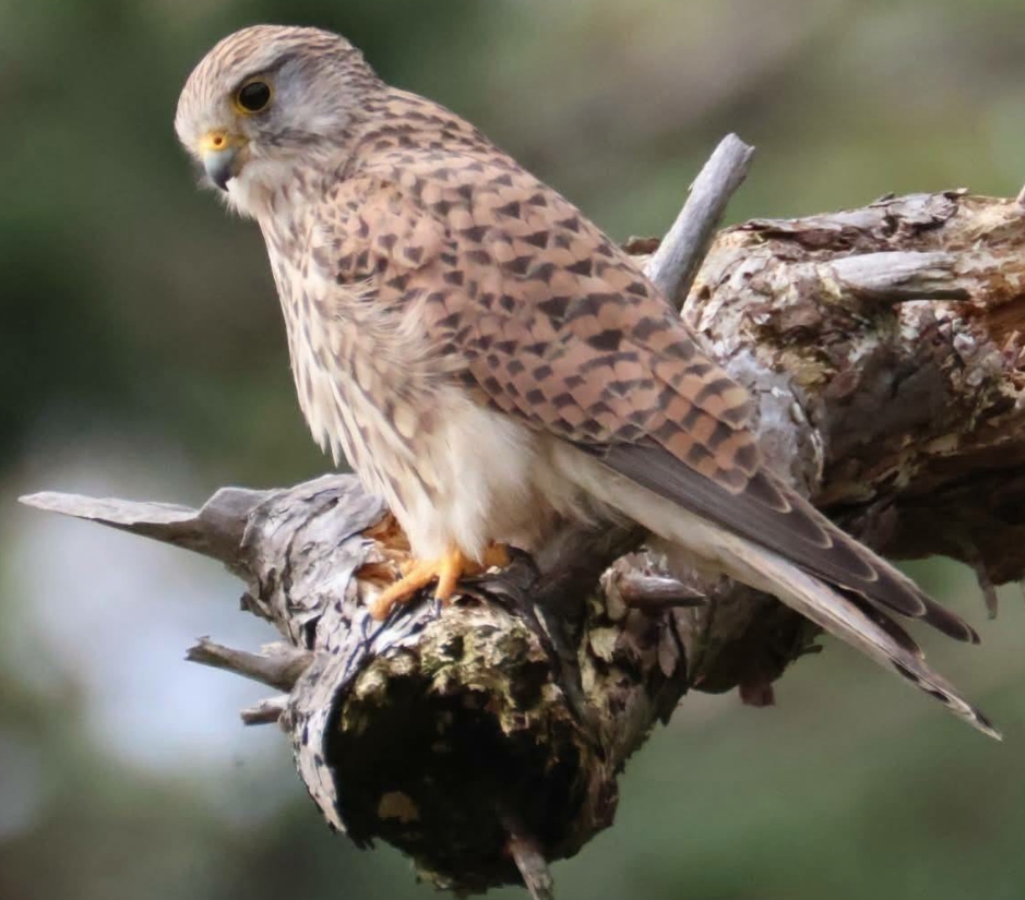 D A D – WILDLIFE PHOTOGRAPY